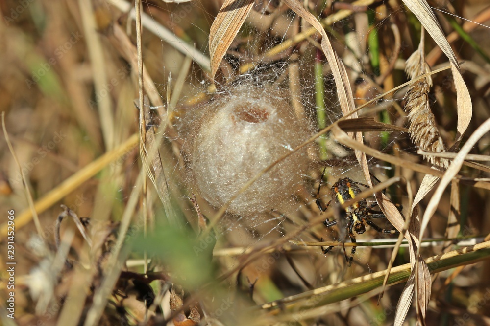 Wespenspinne (Argiope bruennichi) beim Bau eines Eikokons Wespenspinne (Argiope bruennichi) beim Bau eines Eikokons