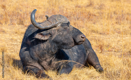 Cape Buffalo during late winter in the dry Rietvlei Nature Reserve outside Pretoria  South Africa