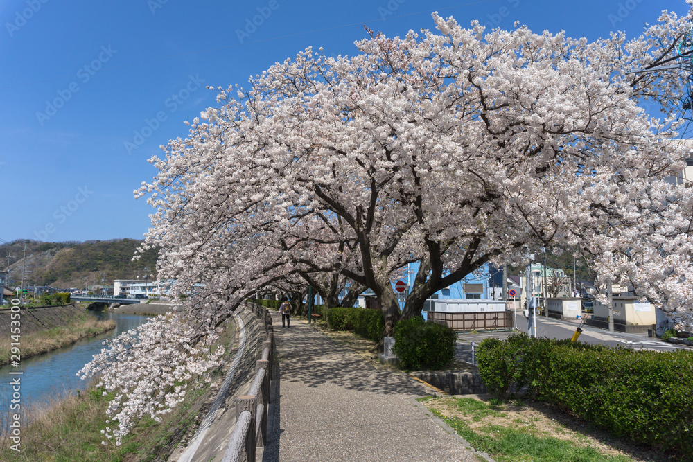 Sakura tunnel blooming at Tottori, Japan
