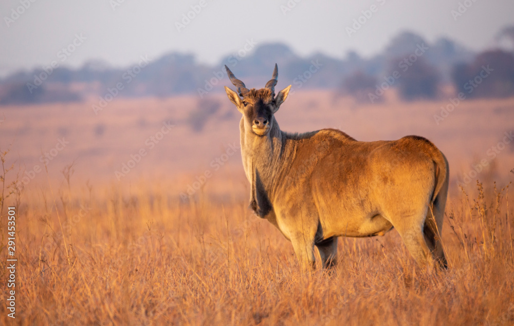 Fototapeta premium Eland in the Rietvlei Nature reserve outside Pretoria, South Africa
