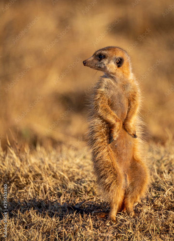 Fototapeta premium Meerkat - Suricate sentinel watching over the safety of family at Rietvlei Nature Reserve outside Pretoria, South Africa
