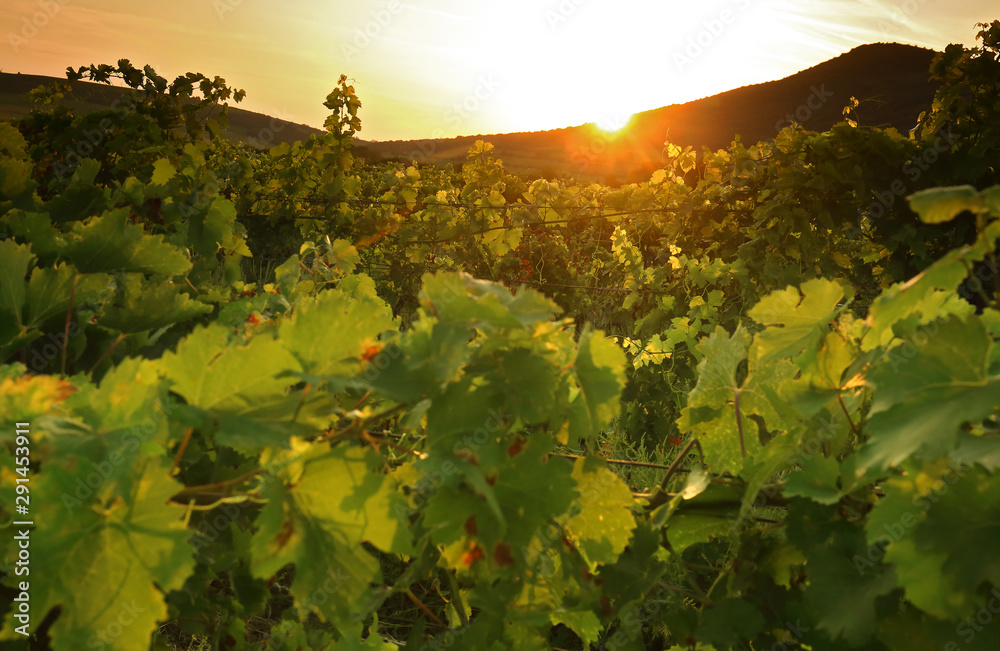 Detail of vineyard at sunny morning