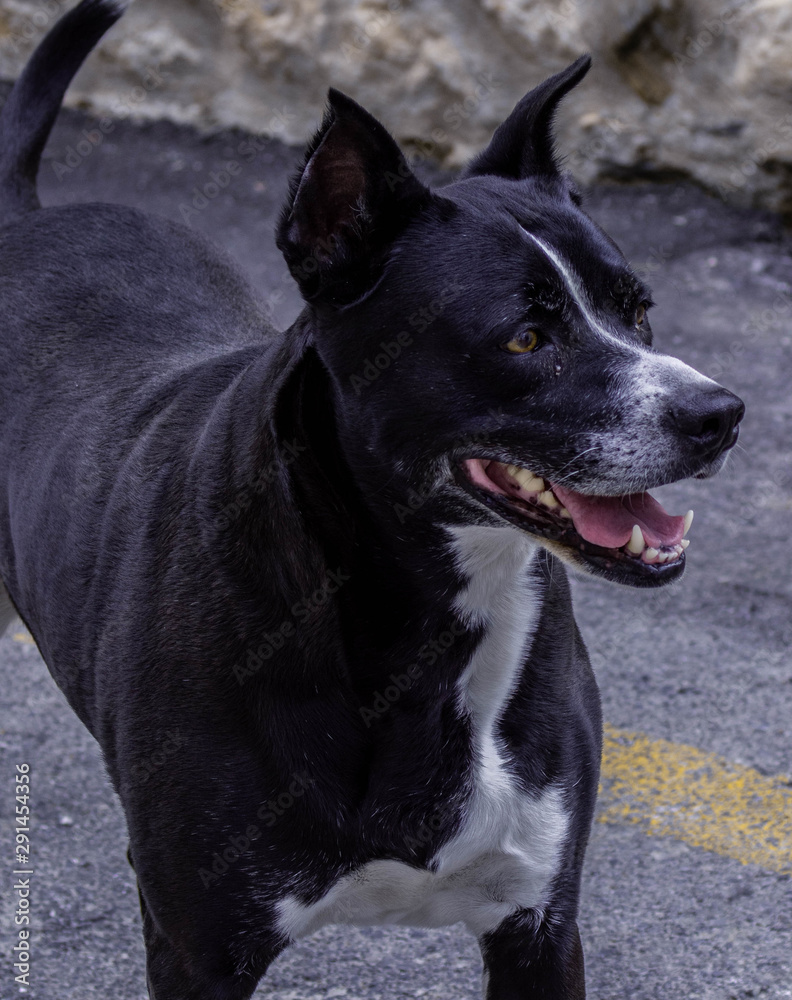 Perro Negro con Raya Blanca