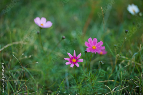 Colorful flowers, selective focus on pink flower