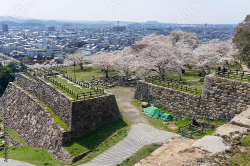 Sakura blooming at Tottori castle ruins, Japan