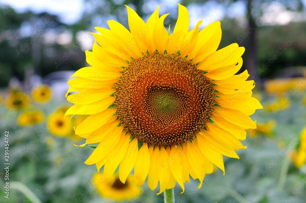 sunflower yellow in the garden sunflower yellow in the garden