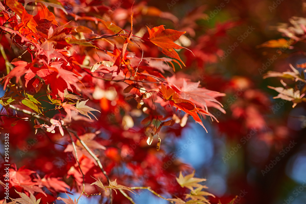 A beautiful autumn background with falling leaves. A beautiful autumn background with falling leaves.