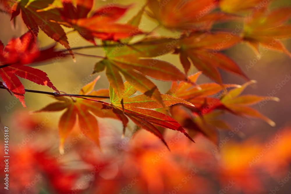 A beautiful autumn background with falling leaves. A beautiful autumn background with falling leaves.