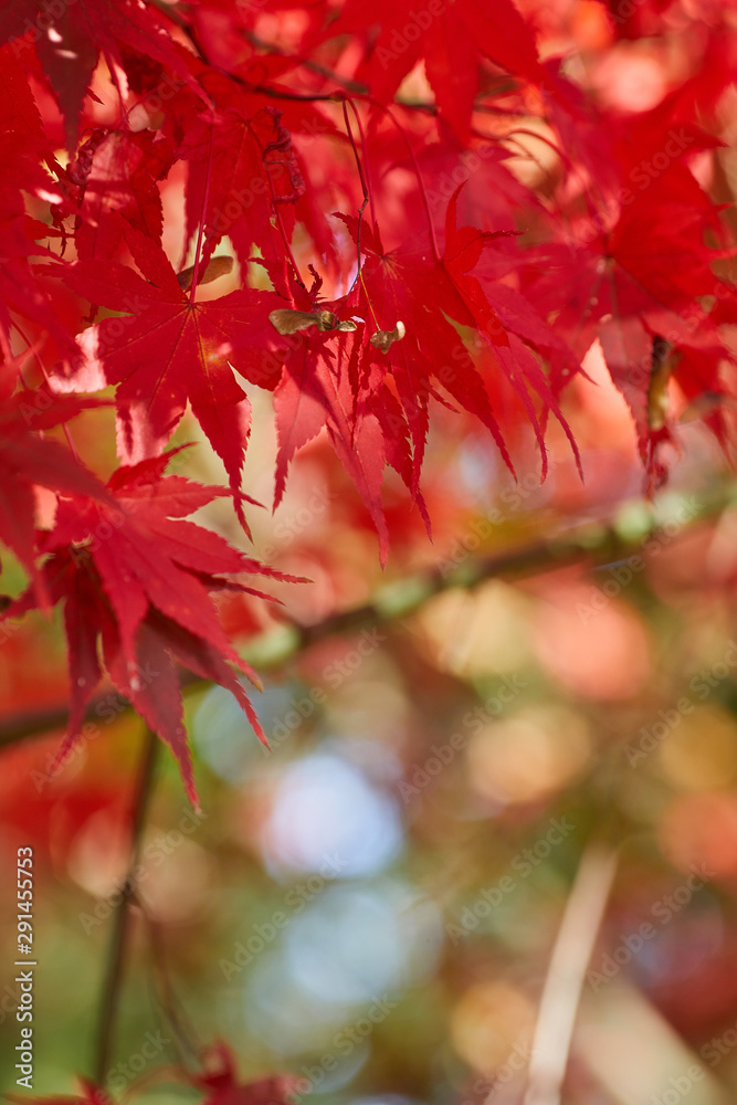 A beautiful autumn background with falling leaves. A beautiful autumn background with falling leaves.