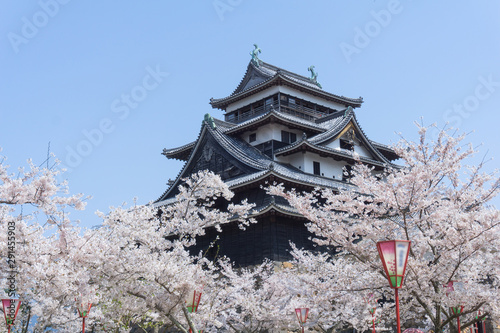 Matsue castle with sakura blooming season.