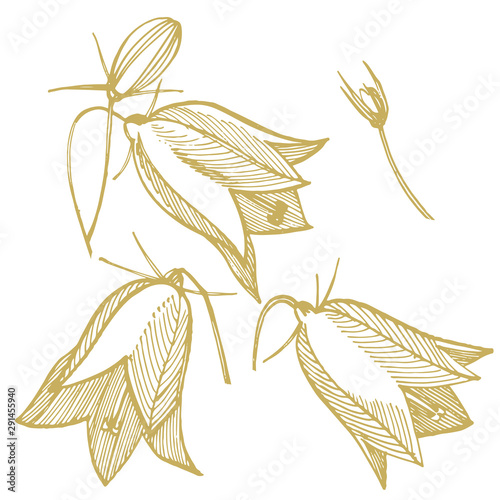 Bellflower blossoms, leaves and bouquets set. Natural summer, spring meadow plants monochrome. Floral natural illustration for poster, textile decoration. Botanical plant illustration