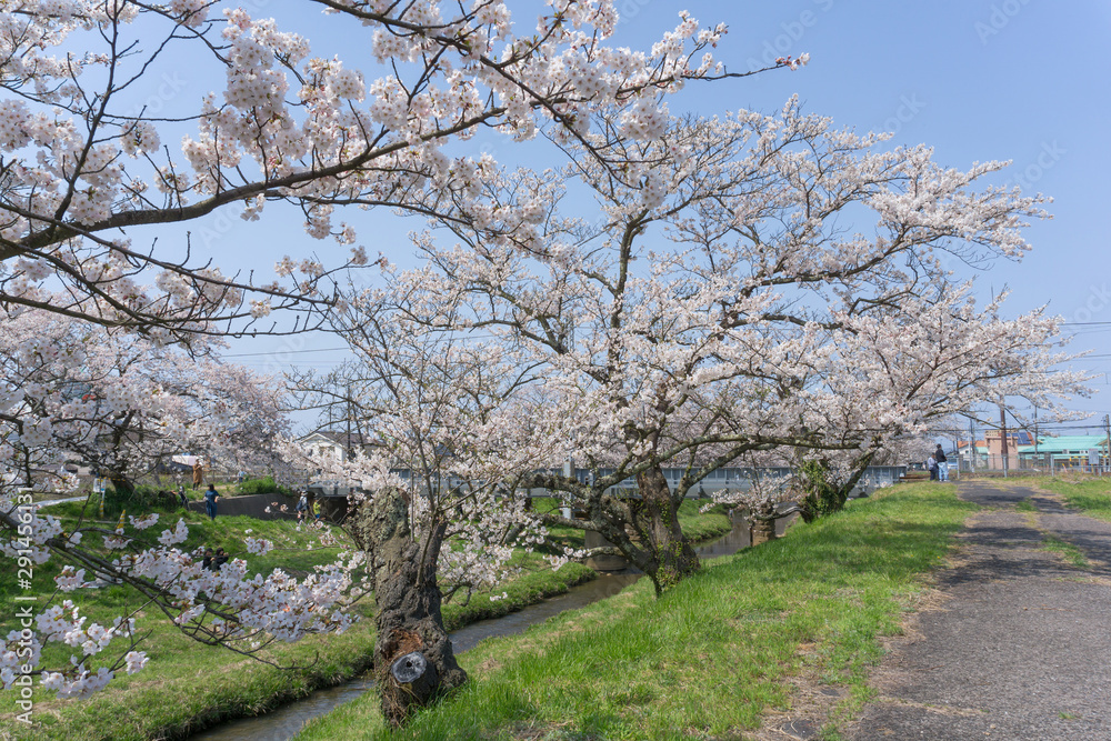 Sakura blooming at Tamayugawa Riverbank, Japan Sakura blooming at Tamayugawa Riverbank, Japan