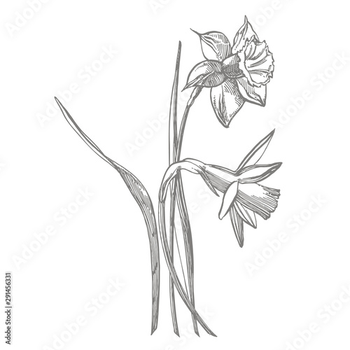 Daffodil or Narcissus flower drawings. Collection of hand drawn black and white daffodil. Hand Drawn Botanical Illustrations