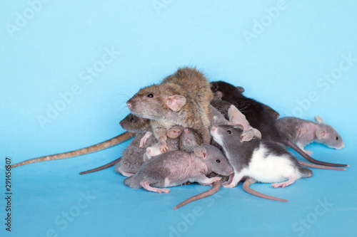 Rat mom with her baby rats on a blue background © Maryia