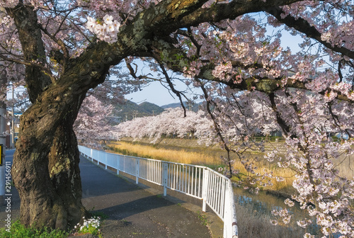 Sakura tunnel blooming at Fukura river, Tottori, Japan photo