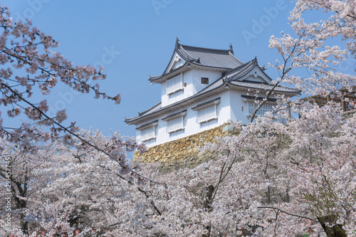 Tsuyama castle with sakura blooming season © anujakjaimook