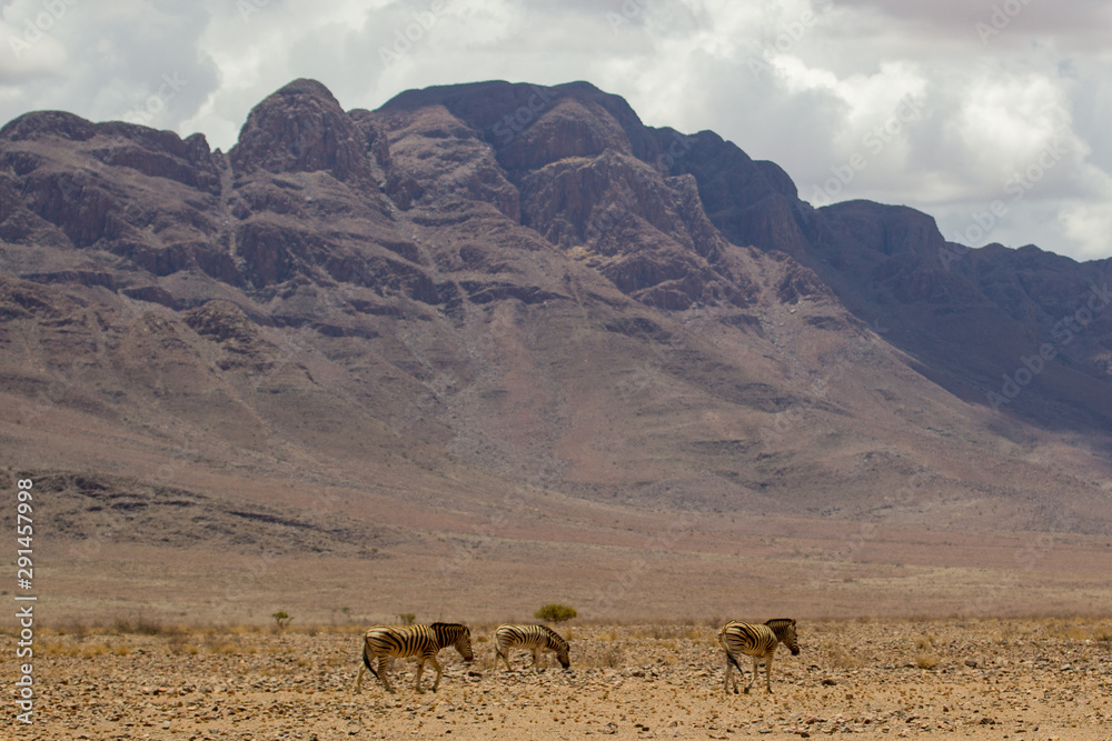 Wild desert zebra traveling namibia