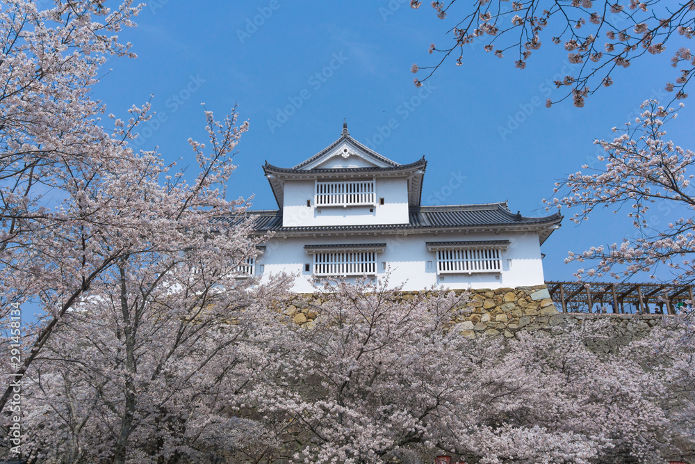 Fototapeta premium Tsuyama castle with sakura blooming season