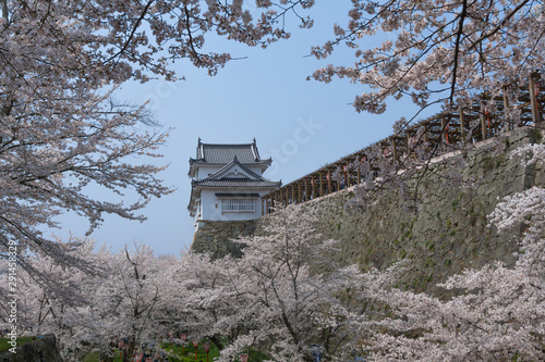 Tsuyama castle with sakura blooming season © anujakjaimook