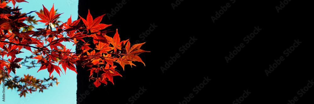 Red maple leaves on panoramic black background whith copy space, autumn concept Red maple leaves on panoramic black background whith copy space, autumn concept