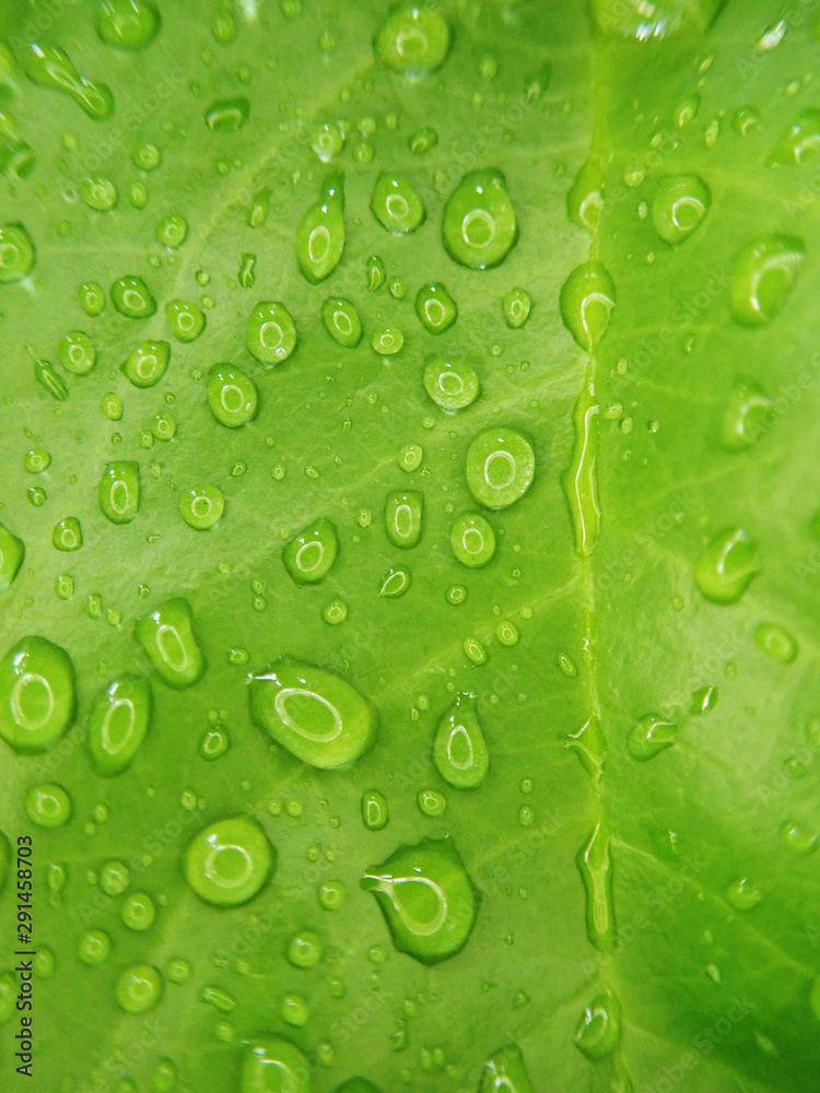 Water droplet on green leaf 