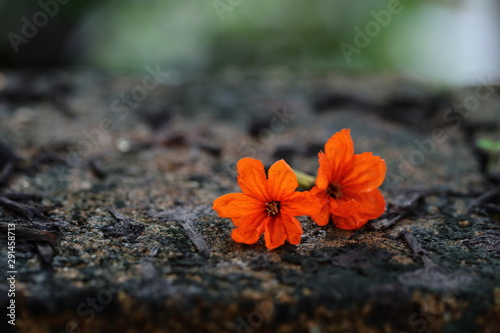 Cordia sebestena orange flower closeup. photo