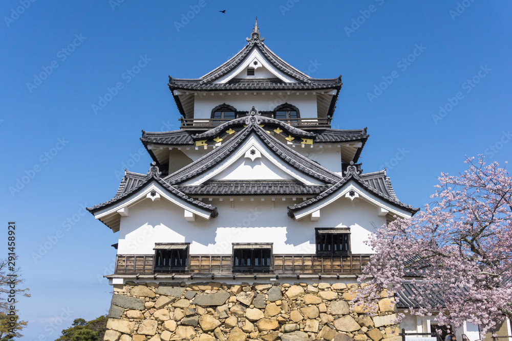 Hikone castle with sakura blooming season