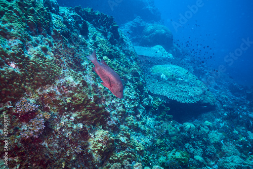 Two spot red snapper
