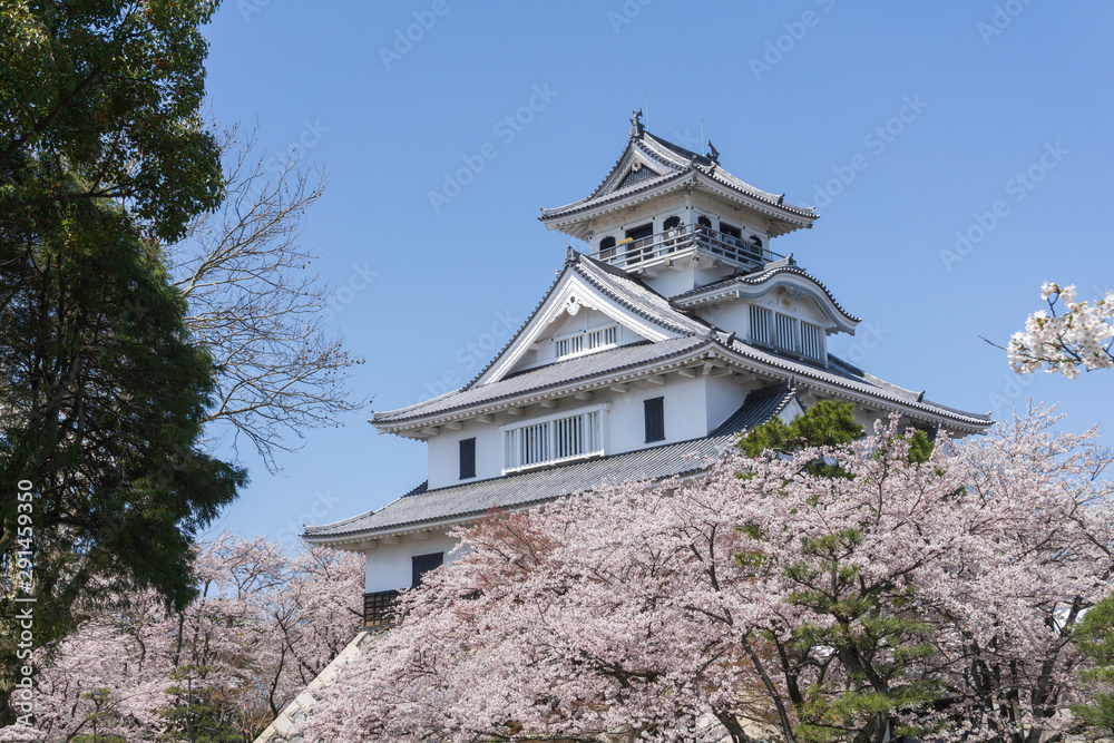 Nagahama castle with sakura blooming season Nagahama castle with sakura blooming season