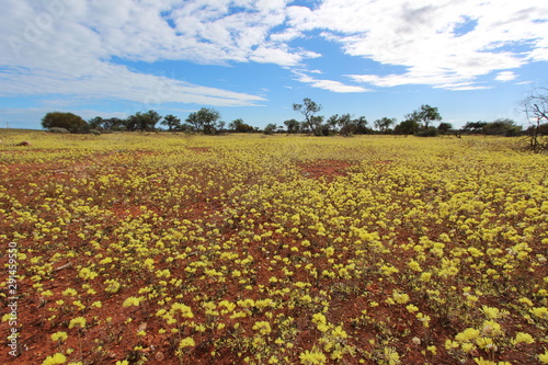 Wildflowers in Western Australia