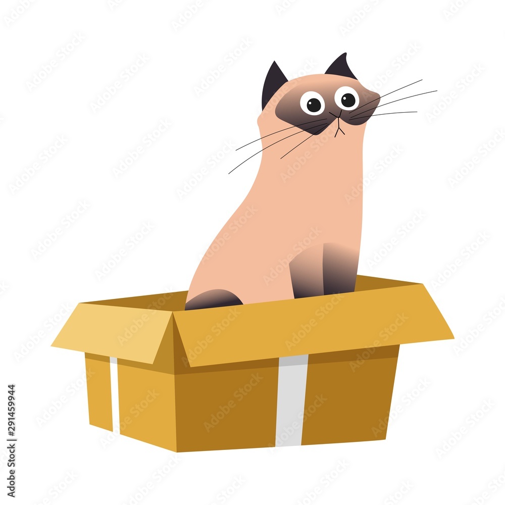 Cat in box, Siamese breed and cardboard container, pet or domestic animal Cat in box, Siamese breed and cardboard container, pet or domestic animal