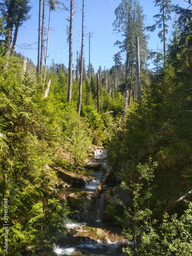 River at Quinault Lake Rainforest Trail, Washington photo