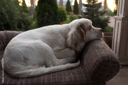 dog sleeping in bed