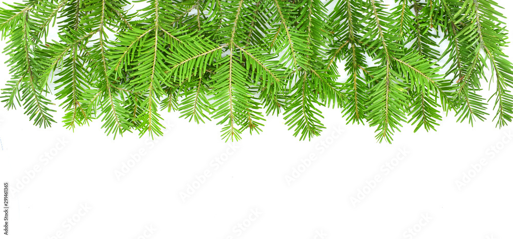  Christmas border arranged with fresh fir branches  on white background. New Year's background.