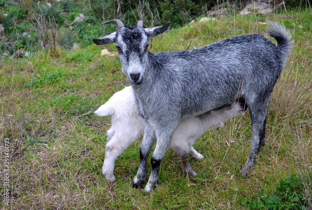 Cabra Mallorquina con su cabrito. Cabra Mallorquina con su cabrito.
