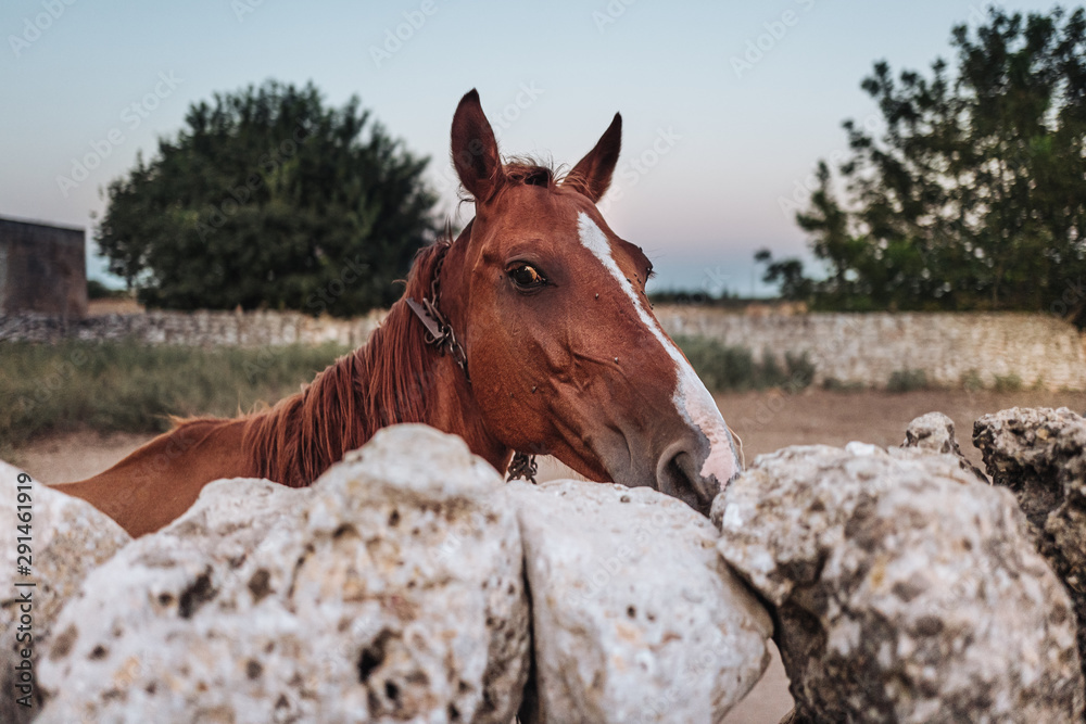PUGLIA / ITALY - AUGUST 2019: Beautiful horse in a farm PUGLIA / ITALY - AUGUST 2019: Beautiful horse in a farm