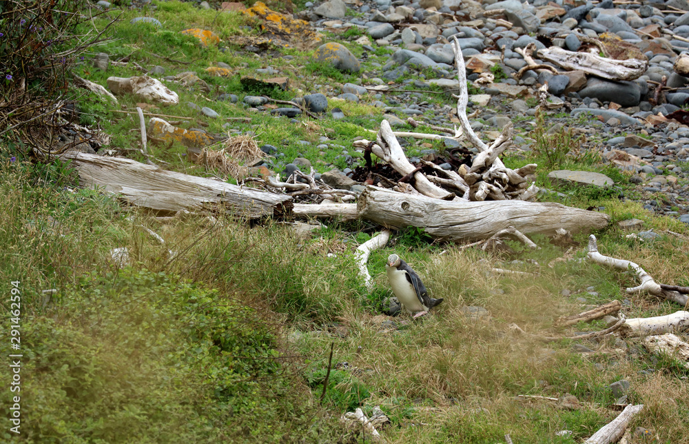 Gelbaugenpinguin Pinguin in Neuseeland Gelbaugenpinguin Pinguin in Neuseeland