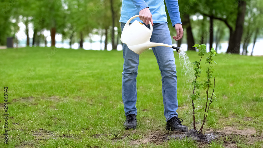 Male eco activist watering tree by can, volunteer taking care natural resources Male eco activist watering tree by can, volunteer taking care natural resources