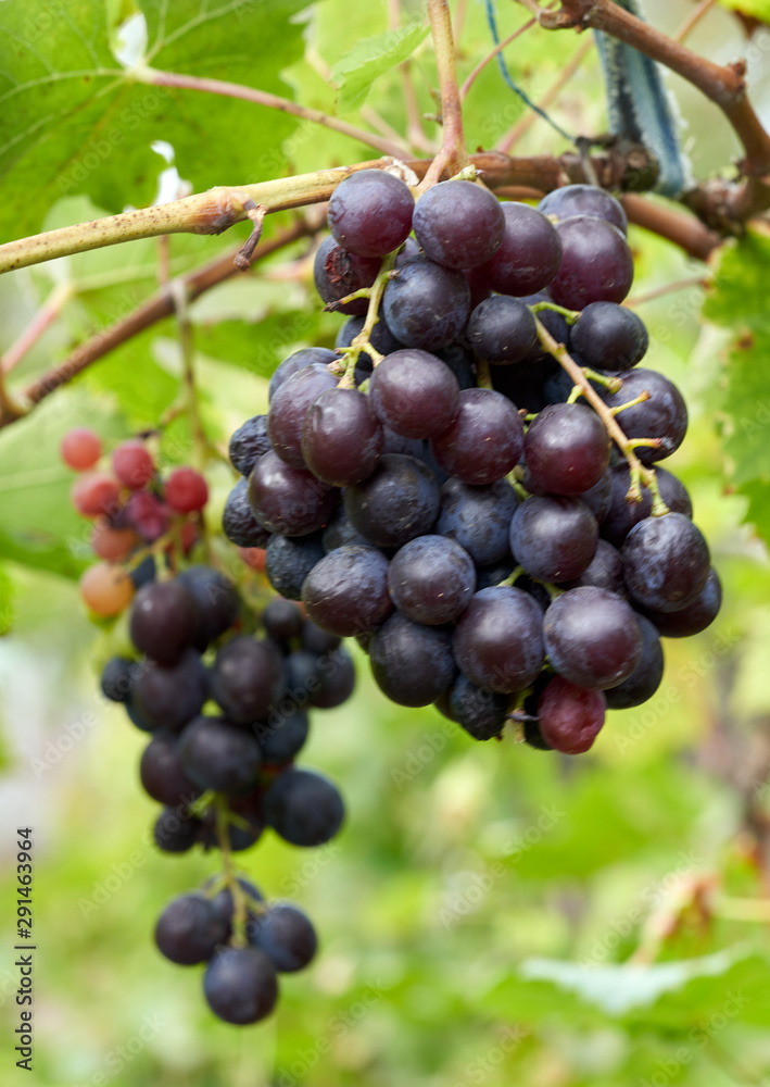 grapes growing on a bush grapes growing on a bush