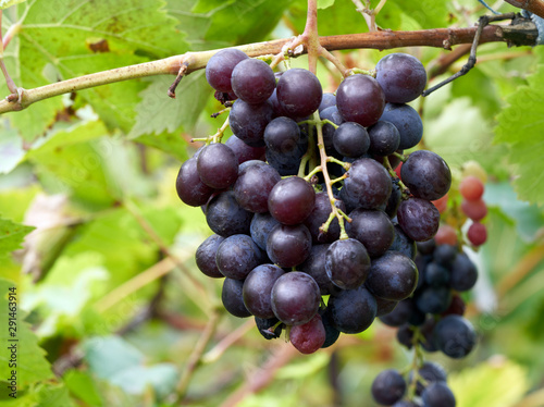 grapes growing on a bush