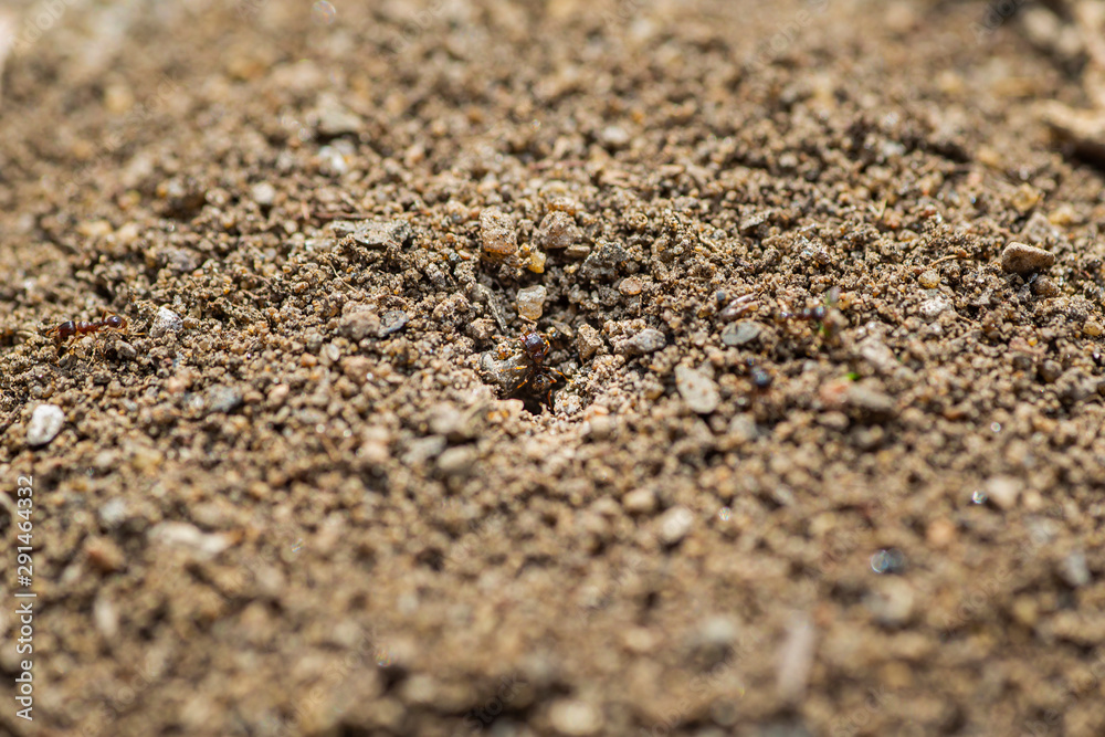 Ant hill Ant hill
