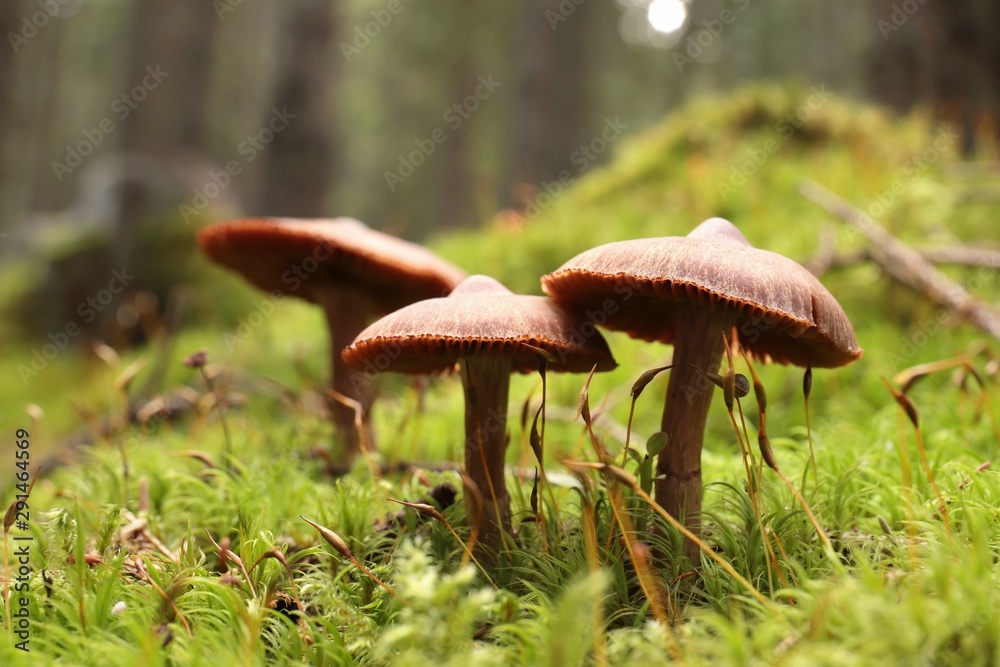 Fototapeta premium Family of mushrooms on a green moss