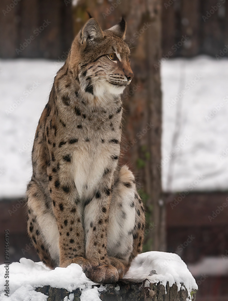 Fototapeta premium lynx in the snow
