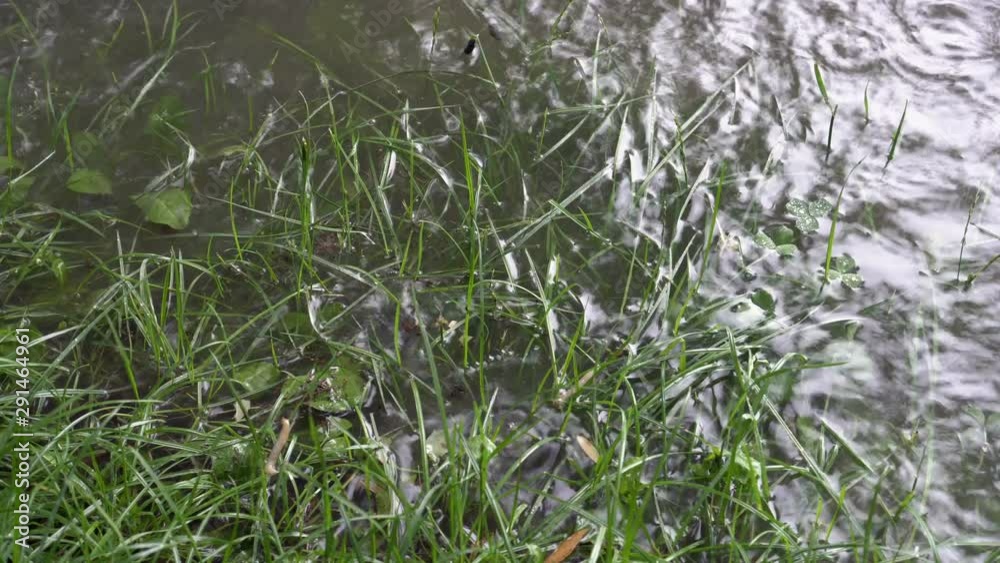 The grass on the lawn is flooded with water during the rain. Rain in the city on a gloomy autumn day. Close up. Top view. 4K. The grass on the lawn is flooded with water during the rain. Rain in the city on a gloomy autumn day. Close up. Top view. 4K.