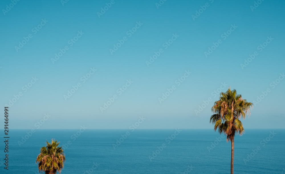 Obraz premium ocean horizon, palm trees and blue sky copy space - summer vacation background -