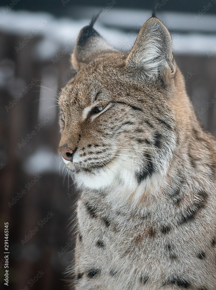 Obraz premium portrait of a lynx