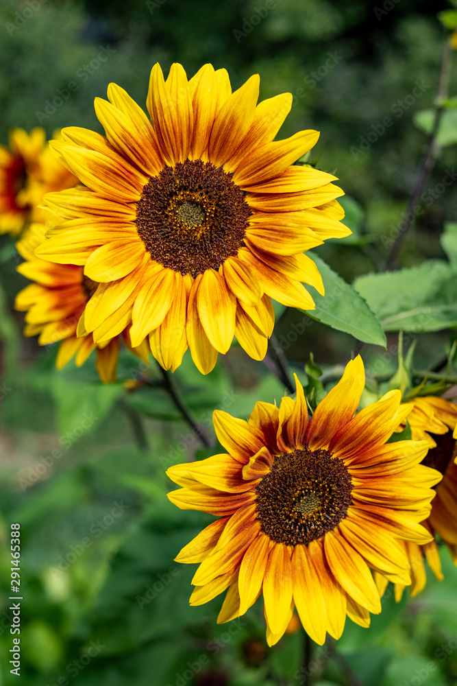 Fototapeta premium Sunflower