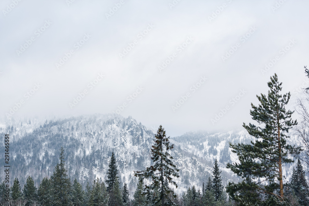 Beautiful snowy winter forest in the mountains