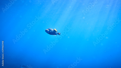 titan triggerfish