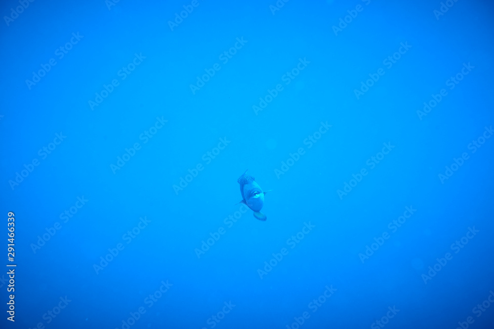 titan triggerfish titan triggerfish